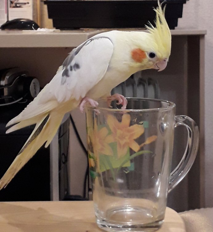 Попугай корелла