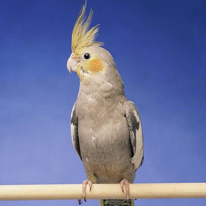 Попугай корелла