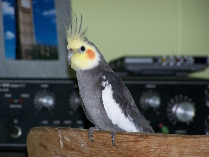 Говорящий попугай корелла