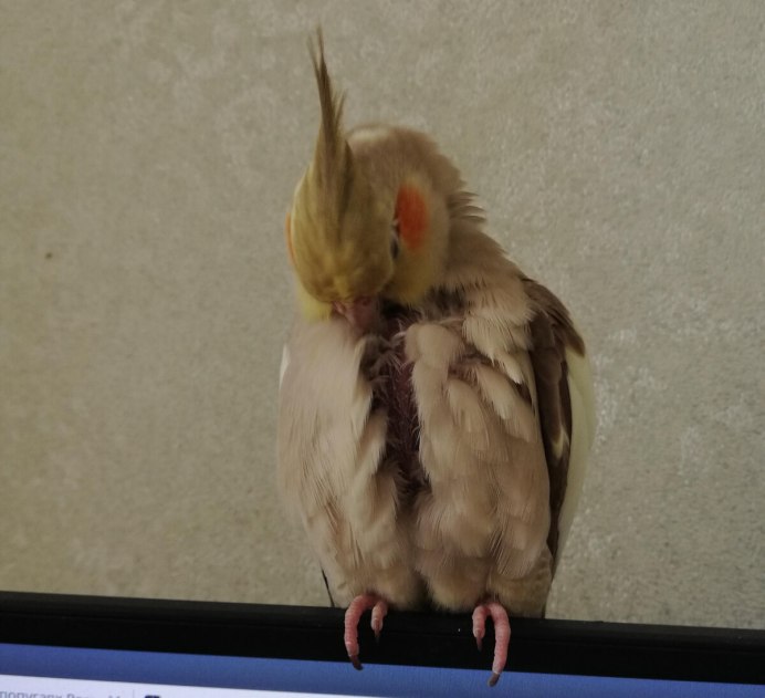 Разговор попугая корелла