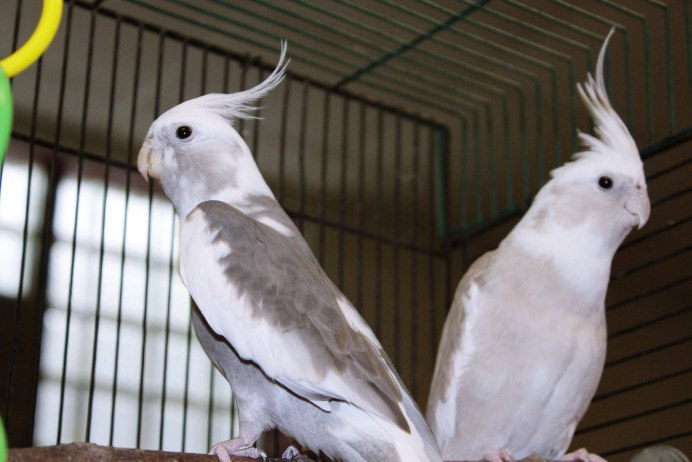 Попугай корелла й