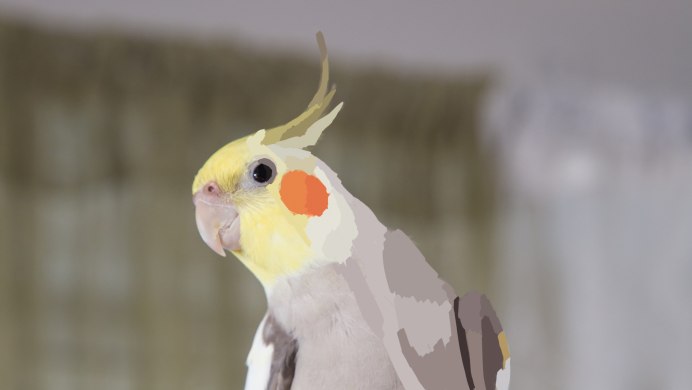 Попугай корелла