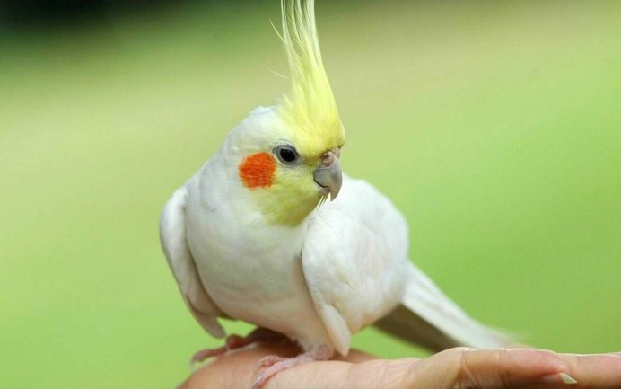 Желтолицая корелла