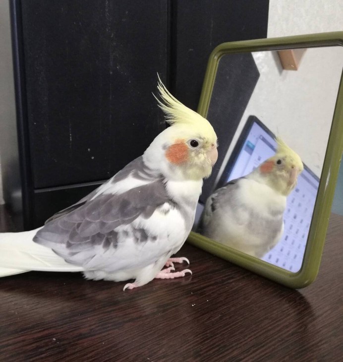 Игрушки для кореллы