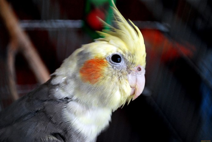 Говорящий попугай корелла