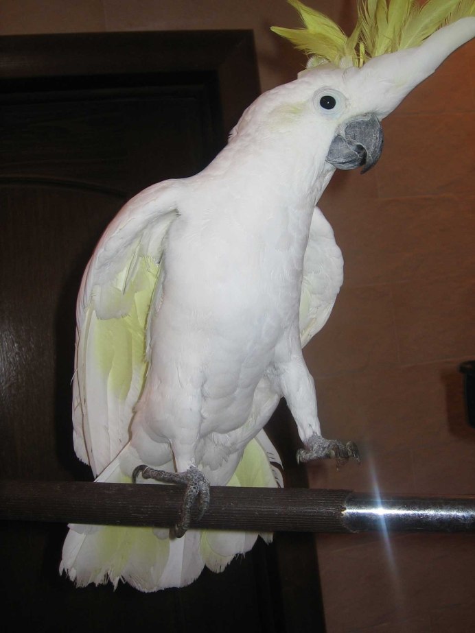 Корелла попугай расцветки