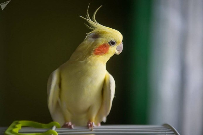 Попугай корелла лютино