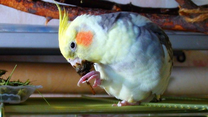 Нимфа корелла попугай