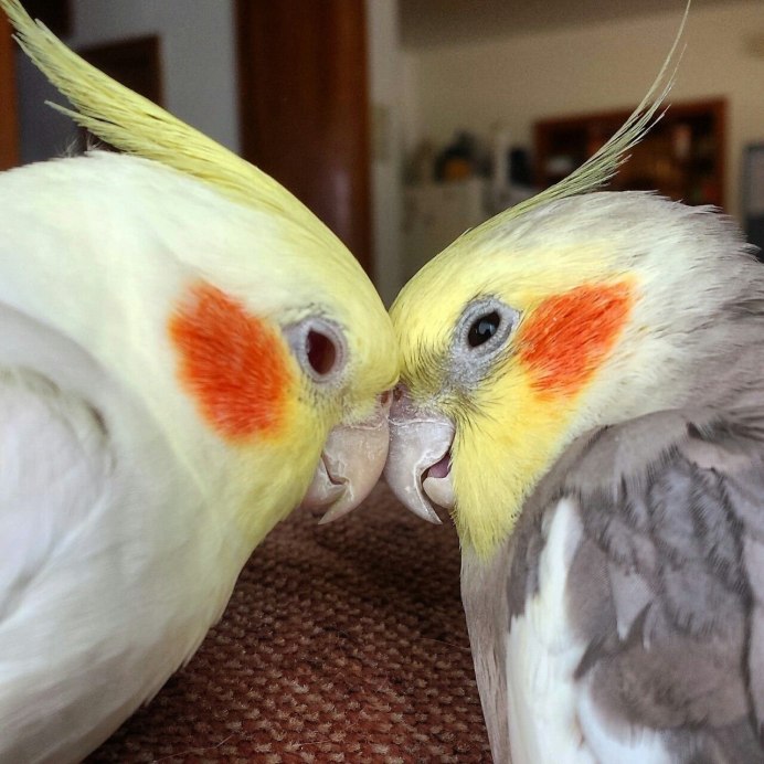 Попугаи порода Cockatiel неон