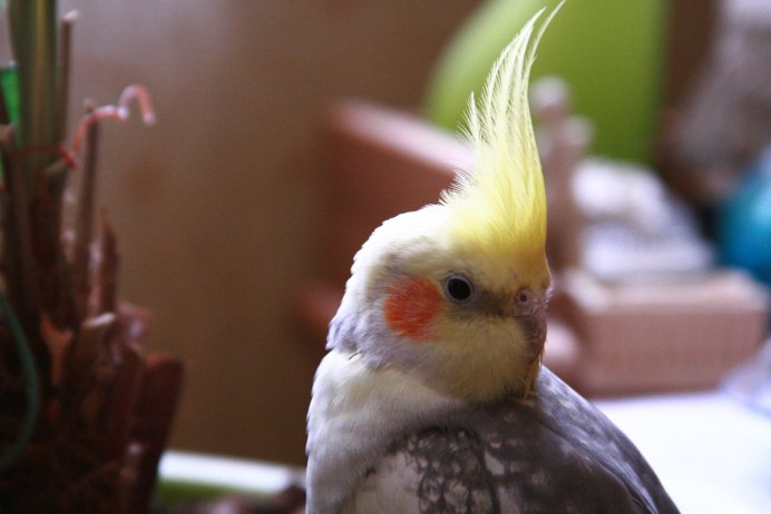 Попугай корелла Какаду