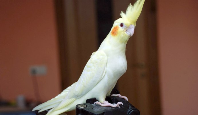 Нимфа корелла попугай