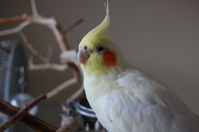 Какаду и корелла