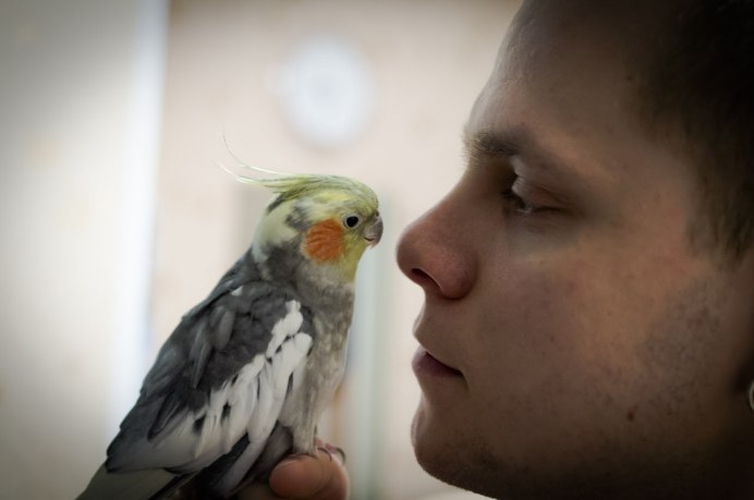 Нимфа корелла попугай