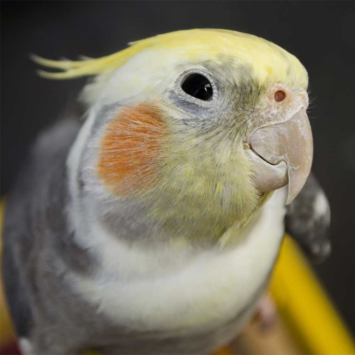 Попугай корелла