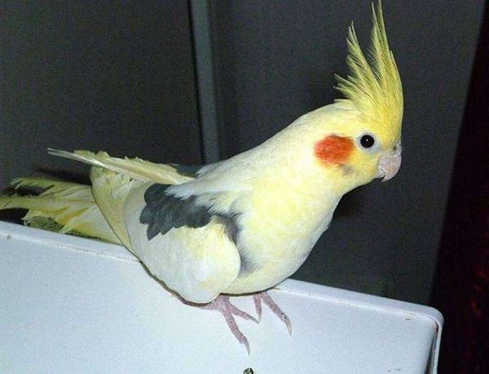 Австралийский попугай корелла