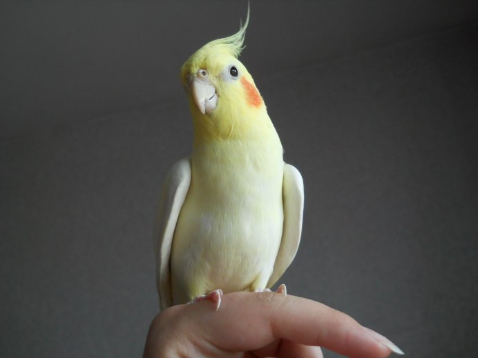 Джоан корелла