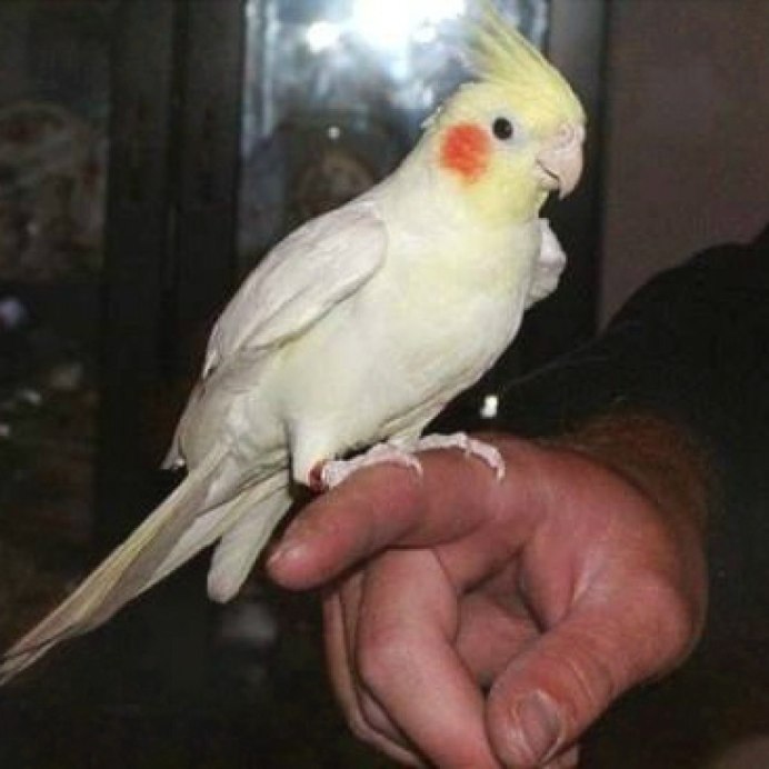 Черная корелла