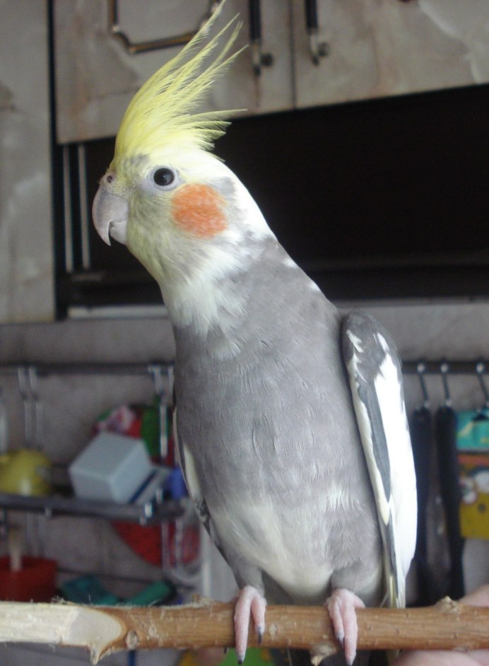 Попугай породы корелла