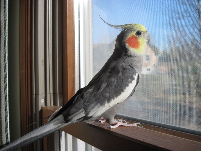 Корелла интеллект