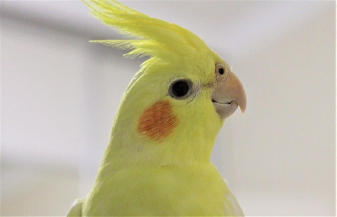 Кореллы желтые нимфа