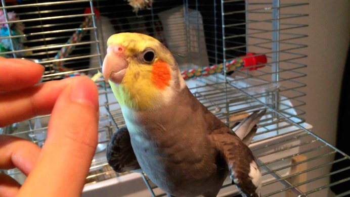 Корелла фото