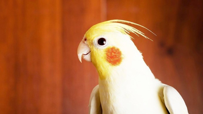 Попугай корелла