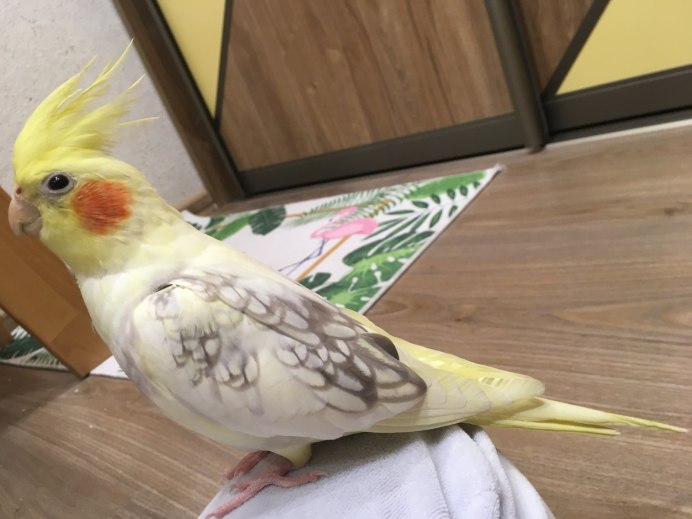 Корелла-нимфа птенец