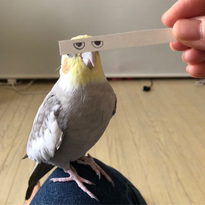 Нимфа корелла попугай