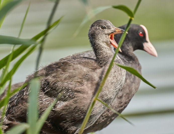 Кукша Perisoreus Infaustus