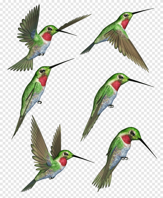 Chim tabiatфото PNG