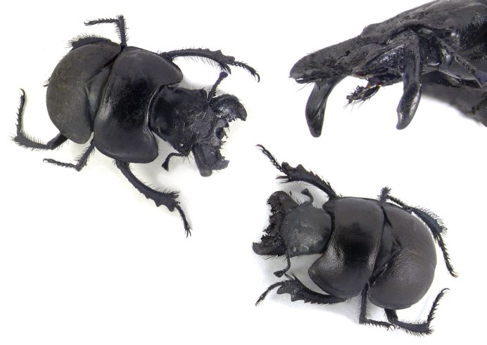 Усач скрипун