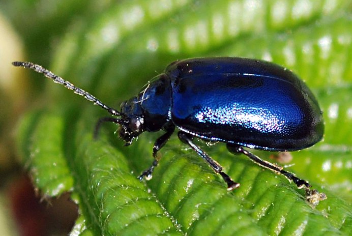 Жук Целинник