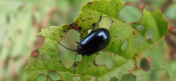 Ольховый Листоед