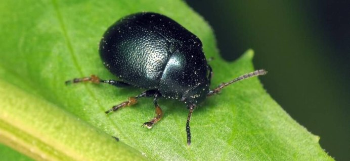 Жук Листоед зеленый