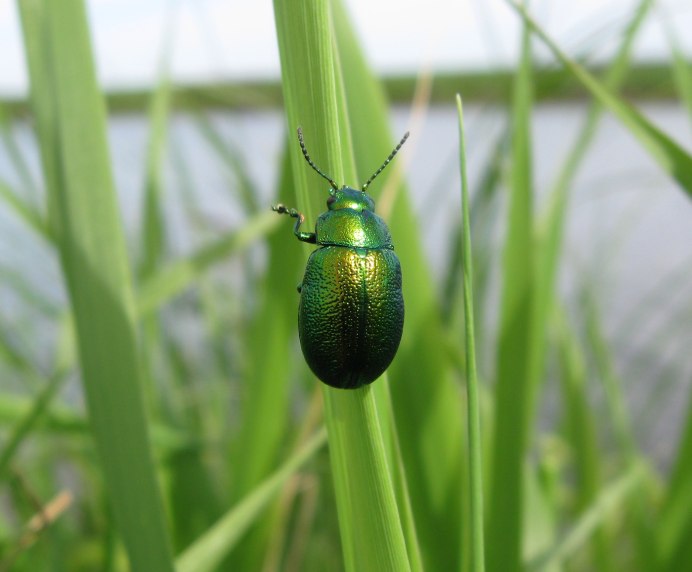 Мандибулы муравья