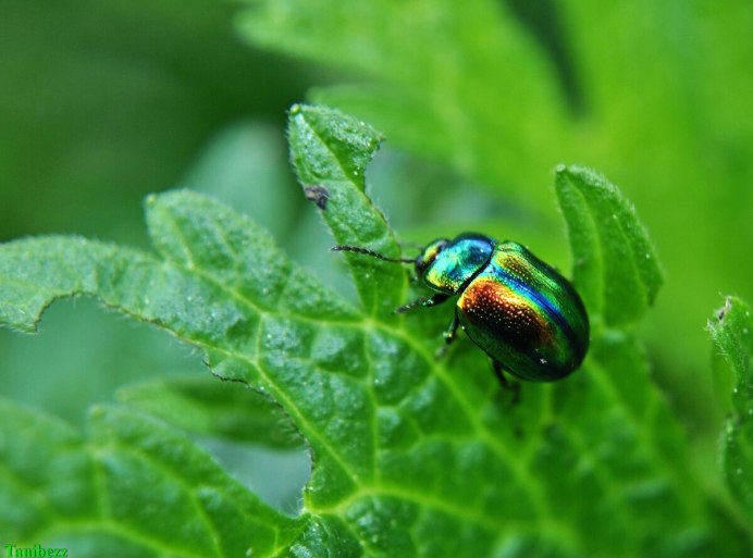 Гречишный Листоед