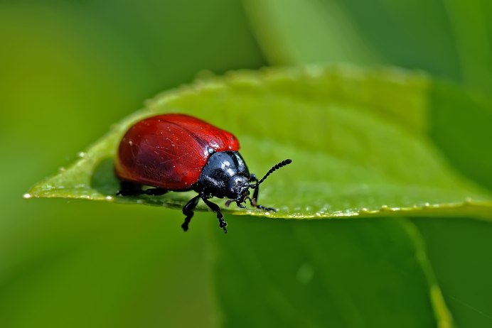 От Жуков на садовых цветах