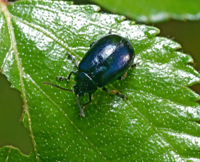 Муравей листорез и палец