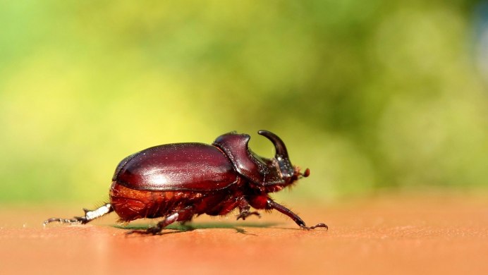 Жук Листоед Радужный