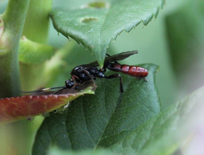 Муравей на листе березы