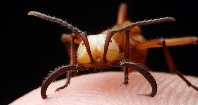 Жук Листоед