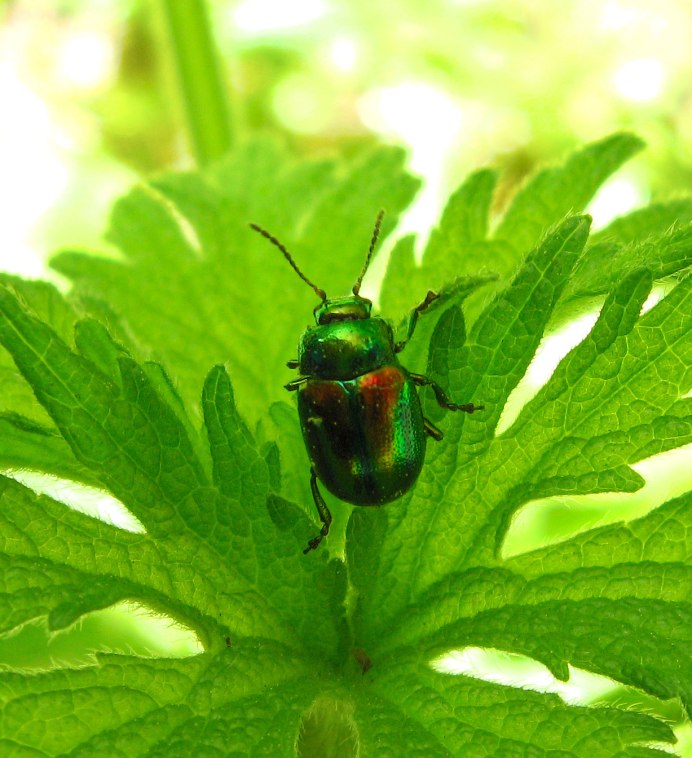 Кувшинковый Листоед