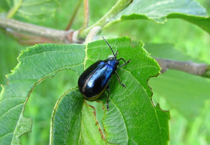 Жук Листоед