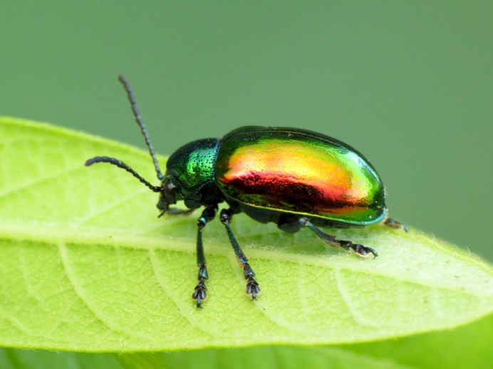 Амброзиевый полосатый Листоед