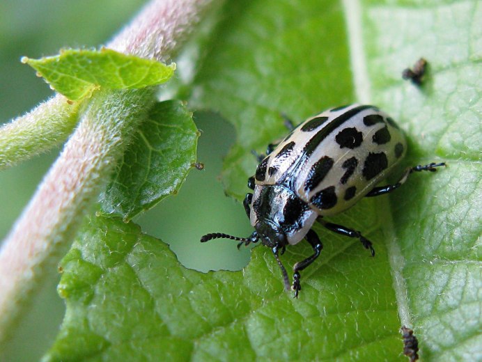 Чикатана муравьи