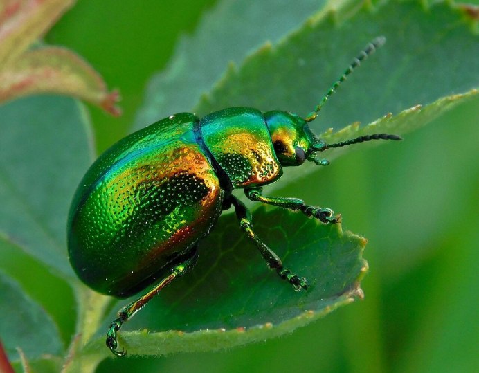 Красный Жук Листоед