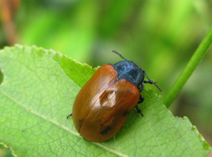 Жук Листоед Тополевый