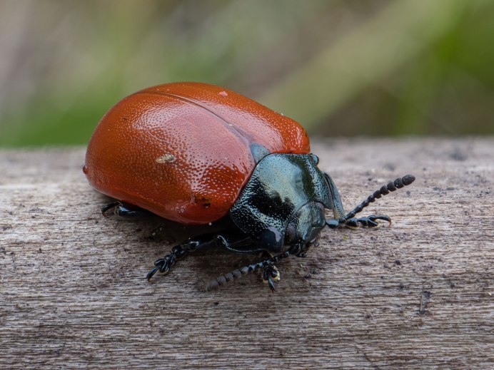 Жук Листоед Тополевый