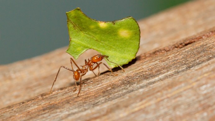 Красный Жук Листоед Тополевый