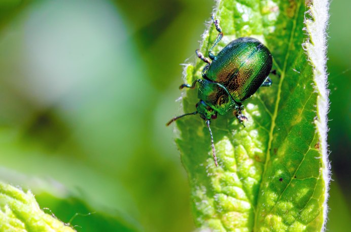 Зеленый Жук ЮКО